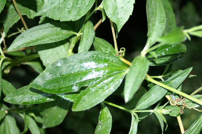 Saponaria officinalis / Saponaria comune